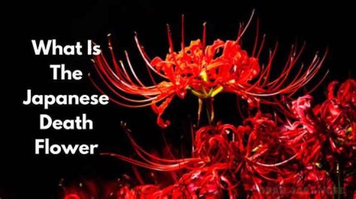 Do white flowers mean death?