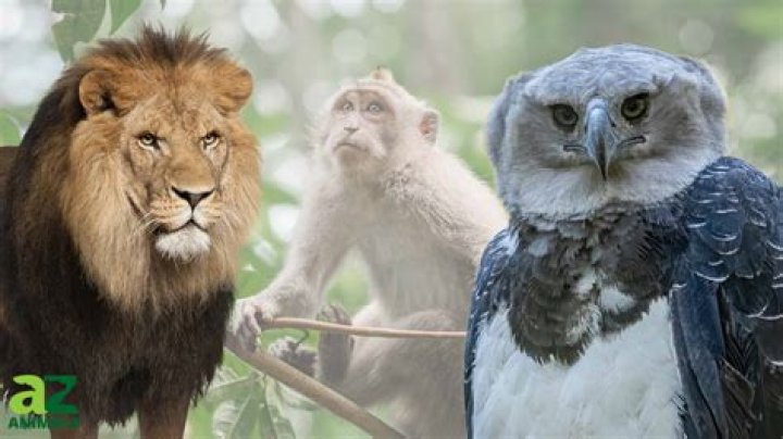 Unveiling The Multifaceted World Of Felisha Montealegre