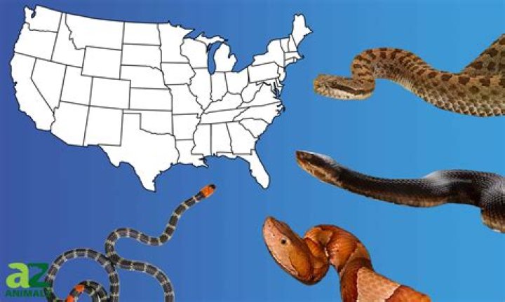 What is the most venomous snake in the United States?