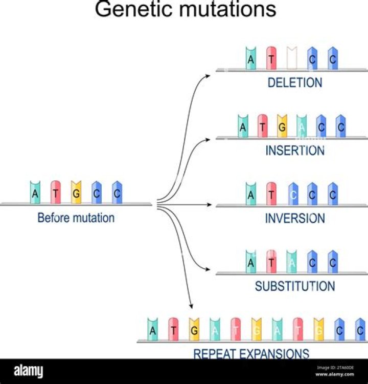 Which type of mutation a frameshift or a point mutation has more effect on the organism Why?